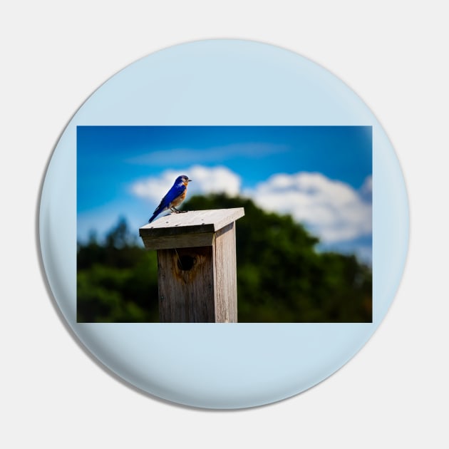 Bluebird On Nest Box Pin by Robert Alsop