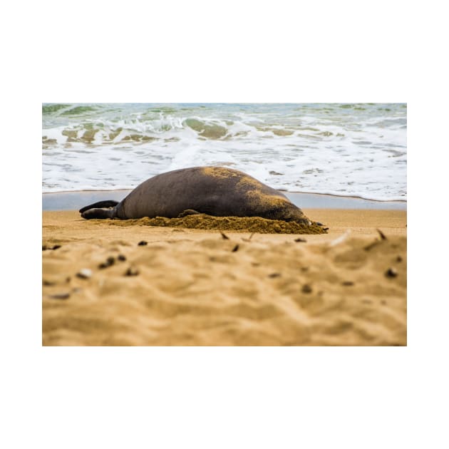 Hawaiian monk seal 2 by KensLensDesigns