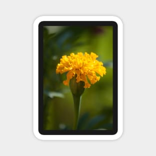 Marigold II Magnet