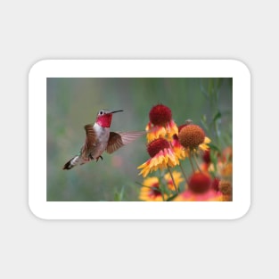 Male Broad Tailed Hummingbird At Gaillardia Magnet