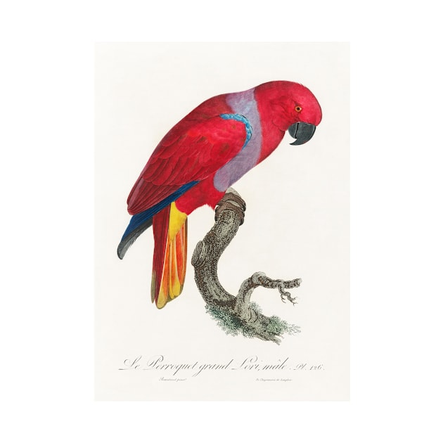 The Eclectus Parrot, Eclectus roratus, male from Natural History of Parrots (1801—1805) by Francois Levaillant by Elala