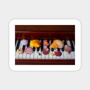 Piano Seashell Collection Magnet