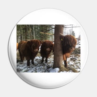 Scottish Highland Cattle Calves 1961 Pin