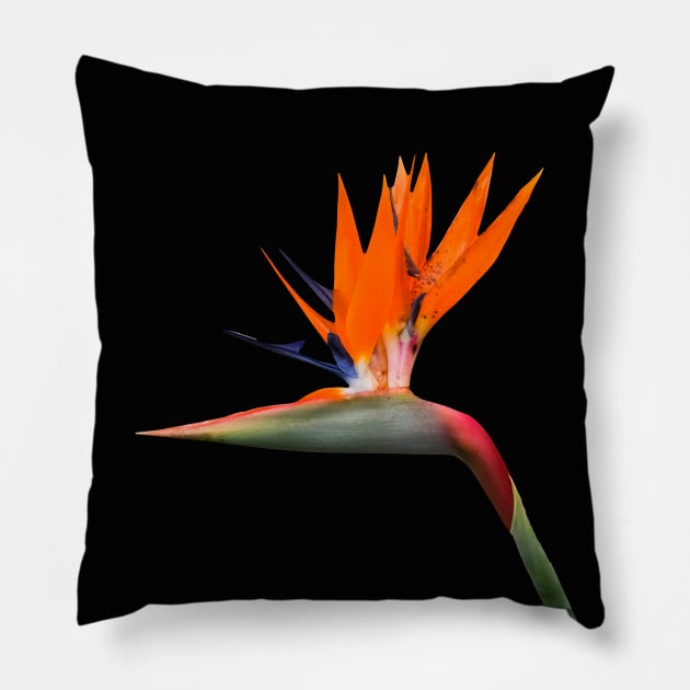 Bird of Paradise Cutout Pillow by Thomas G. Bugarin