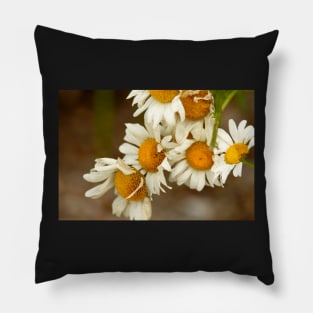 Giant Sunflowers Pillow