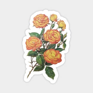 Vintage Rose Floral Flower Illustration Yellow Magnet