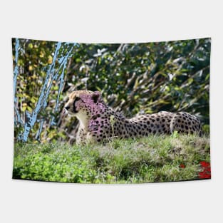 Gepard / Swiss Artwork Photography Tapestry