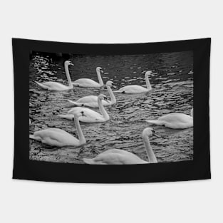 Elegant mute swans swimming the River Bure in the heart of the Norfolk Broads Tapestry