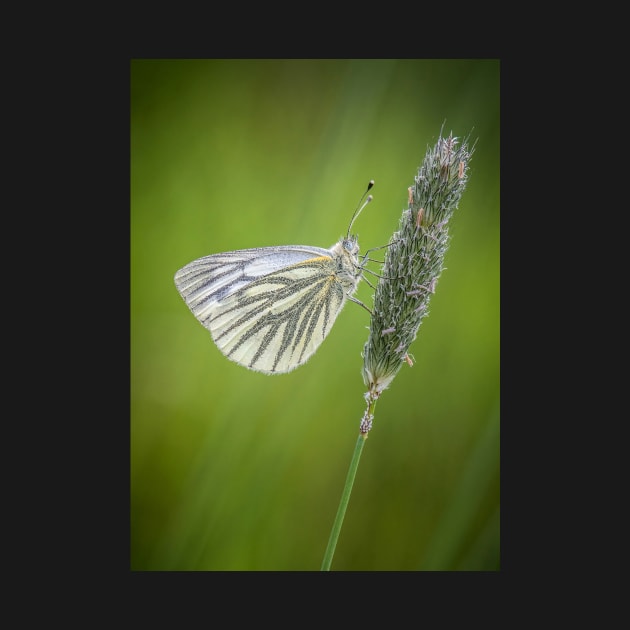 Green-veined White Butterfly on Grass Stalk by TonyNorth