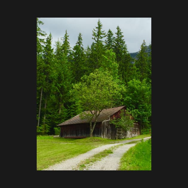 Old Cabin in the Woods by ephotocard