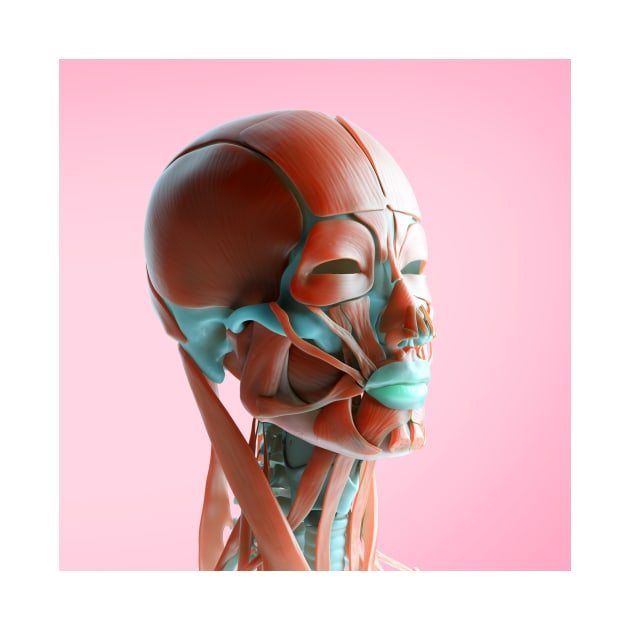 Facial muscles, illustration, (F035/6168) by SciencePhoto