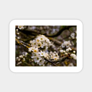 Springtime blossom Magnet