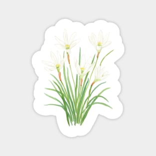 white rain lily watercolor flowers Magnet