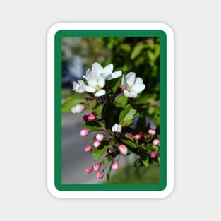 Crabapple Flowers Magnet