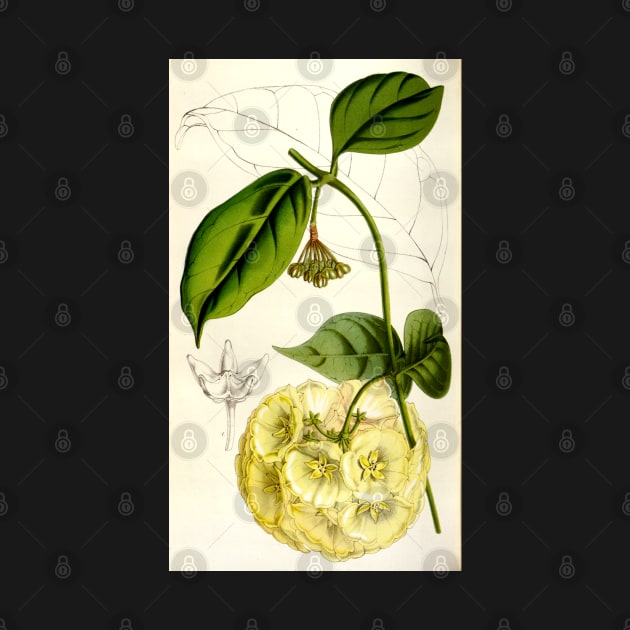 Hoya campanulata - botanical illustration by chimakingthings