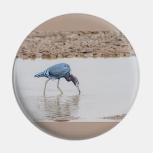 Little Blue Heron Foraging Pin