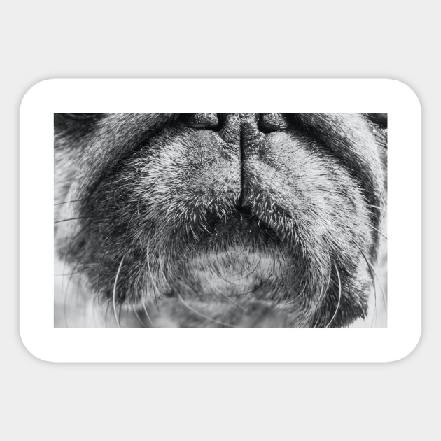 Funny Mask With Dog Mouth Design Dog Mouth Mask Funny Face