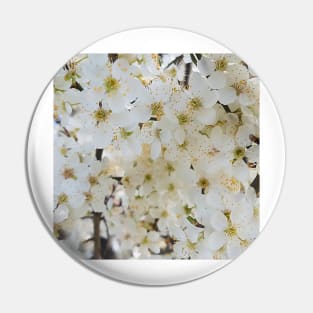 White Plum Blossom Background Pin