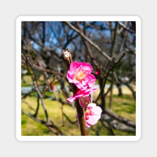 Photography - First plum blossom Magnet