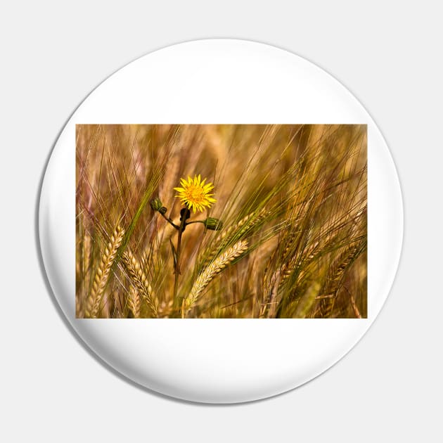 Dandelion and Barley Pin by Violaman