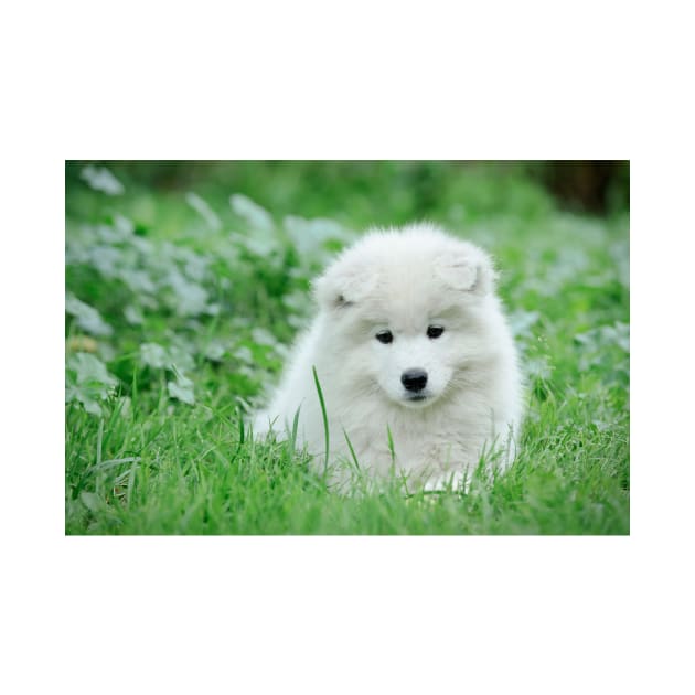 Samoyed puppy portrait by PetsArt