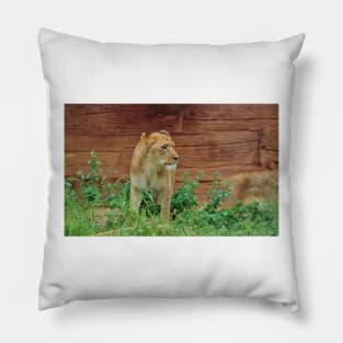 African Lioness Pillow