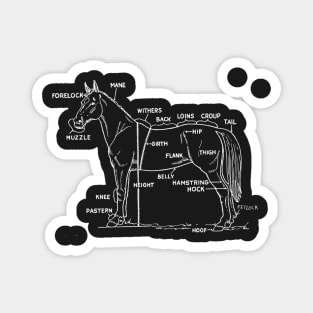 Horse anatomy Magnet