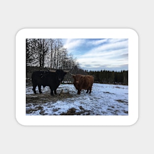 Scottish Highland Cattle Bull and Cow 2322 Magnet