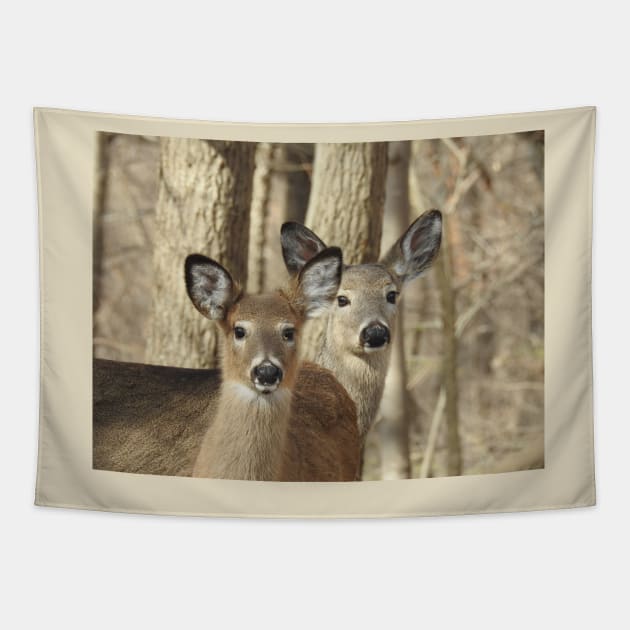 Whitetail deer, doe and babe, wildlife photography Tapestry by sandyo2ly