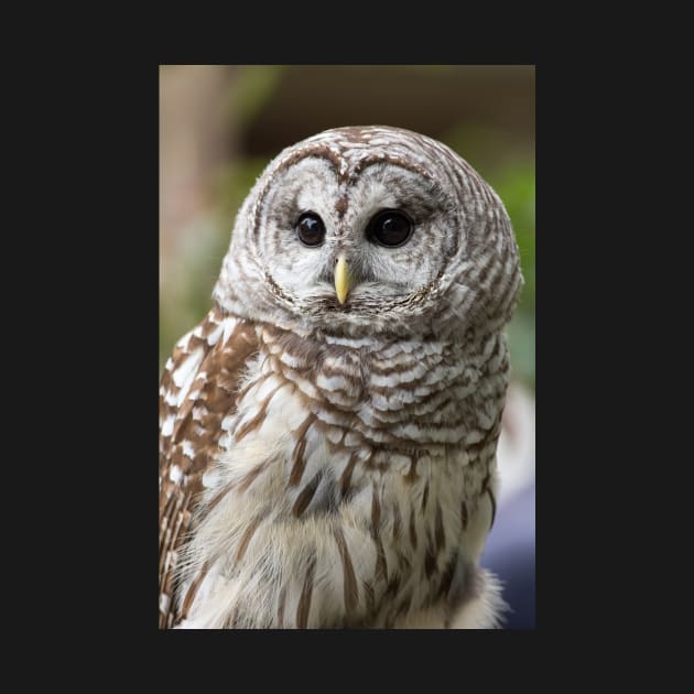 Barred Owl Portrait by dalekincaid