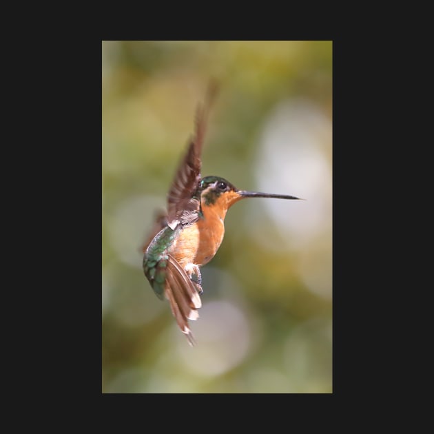 Hummingbird Acrobatics by Carole-Anne