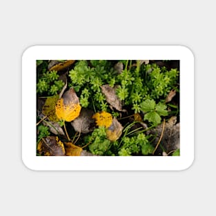 Poplar leaves on the Snayle Magnet