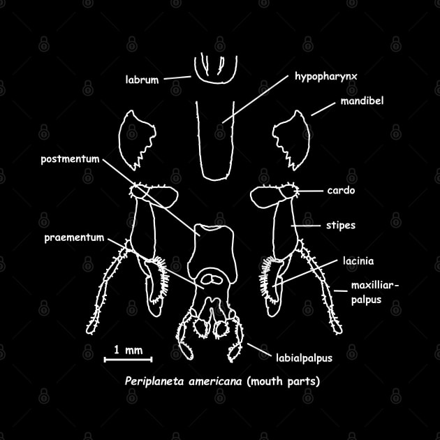 Cockroaches mouthparts, labeled by RosArt100