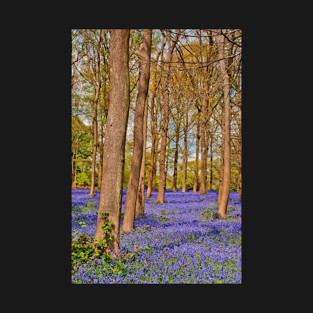 Bluebell Woods Greys Court Oxfordshire England by AndyEvansPhotos