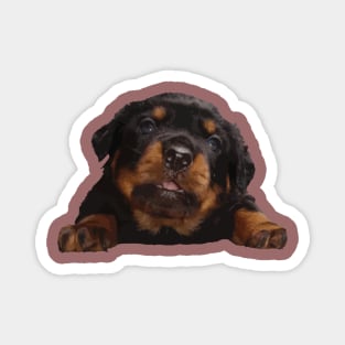 Cute Baby Rottweiler Isolated Cut Out Magnet