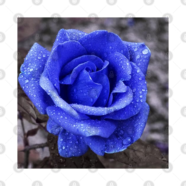 Blue rose by mega281