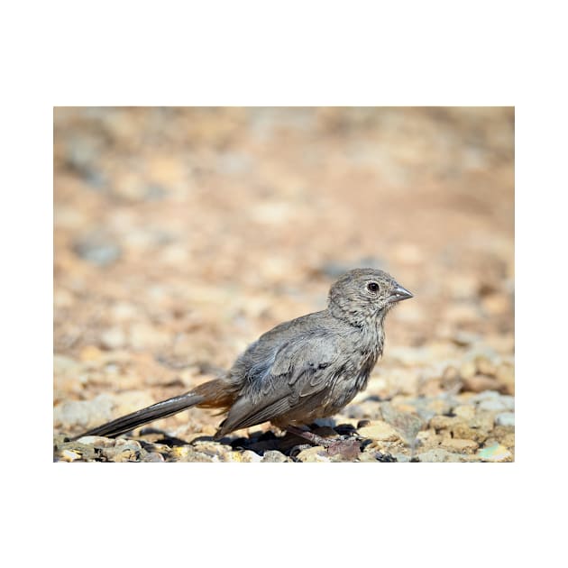 Canyon Towhee Foraging by Debra Martz by Debra Martz