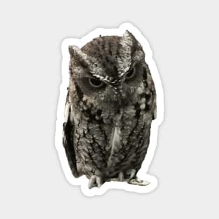 Disapproving Owl Close-up Pic Magnet