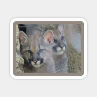 Mountain Lion cubs Magnet