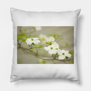 Flowering dogwood (Cornus florida) (C001/9618) Pillow