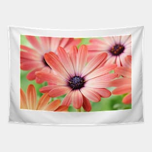 Osteospermum  Serenity Rose Magic= 'Balseroma'  Serenity series Tapestry