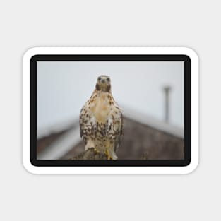 RedTail Hawk Magnet