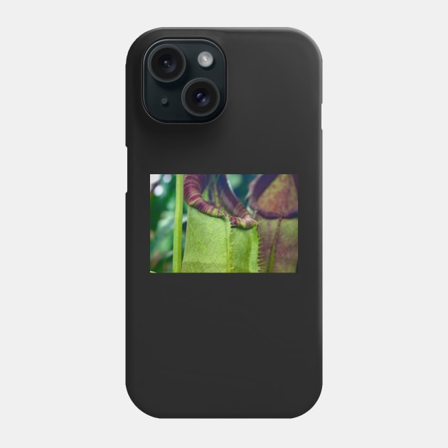 Beautiful colorful carnivorous plant in a greenhouse Phone Case by chiaravisuals