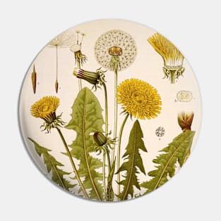 Dandelion Flower Growth Phases Pin