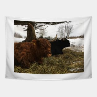 Scottish Highland Cattle Cow and Bull 2286 Tapestry