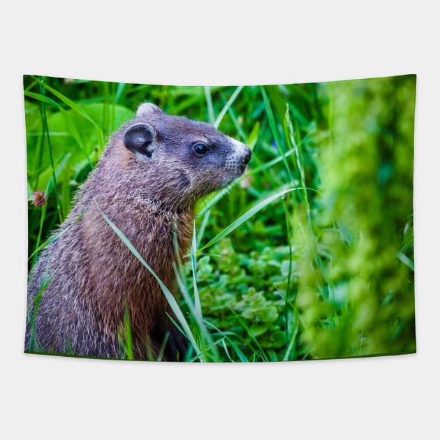 Groundhog in the Grass Photograph Tapestry by love-fi