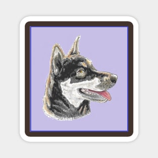 Angel the Husky Magnet