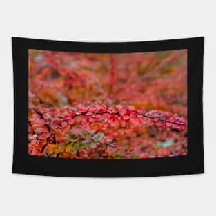 Autumn background of barberry bush leaves Tapestry