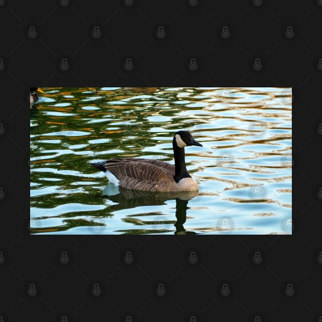 Canada Goose Swimming by BackyardBirder