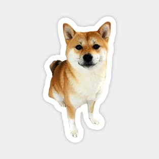 Lilly the Shiba Inu Sitting Down Magnet